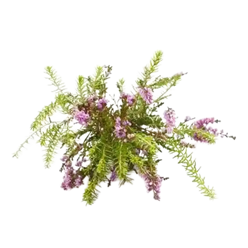 Bell Heather