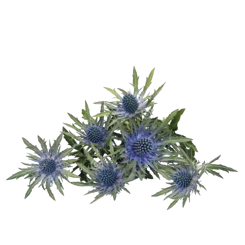 Field Eryngo
