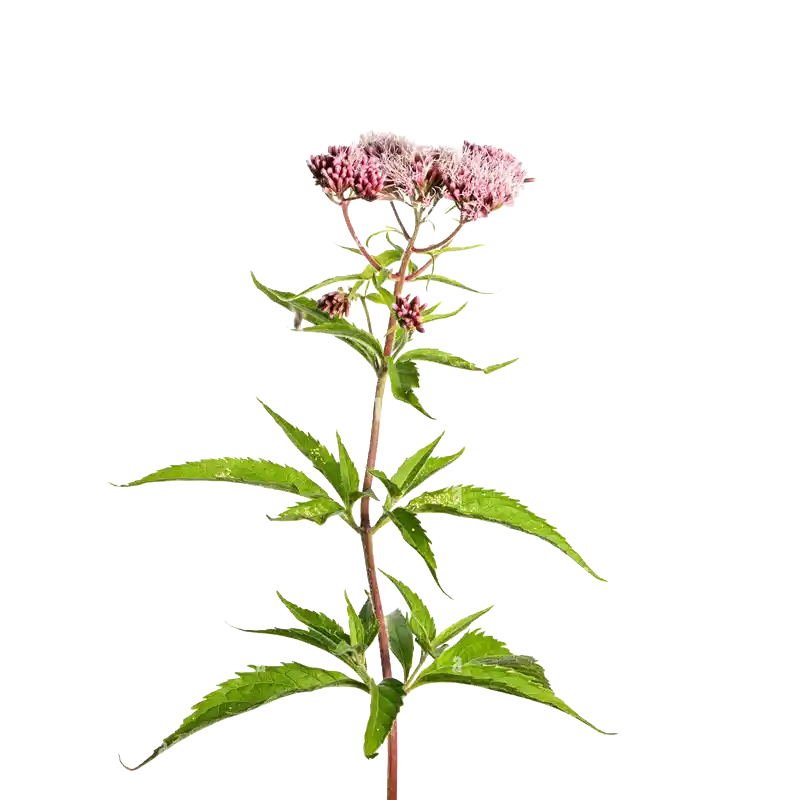 Hemp Agrimony