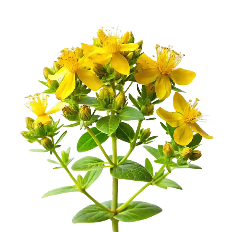 Winged Broom