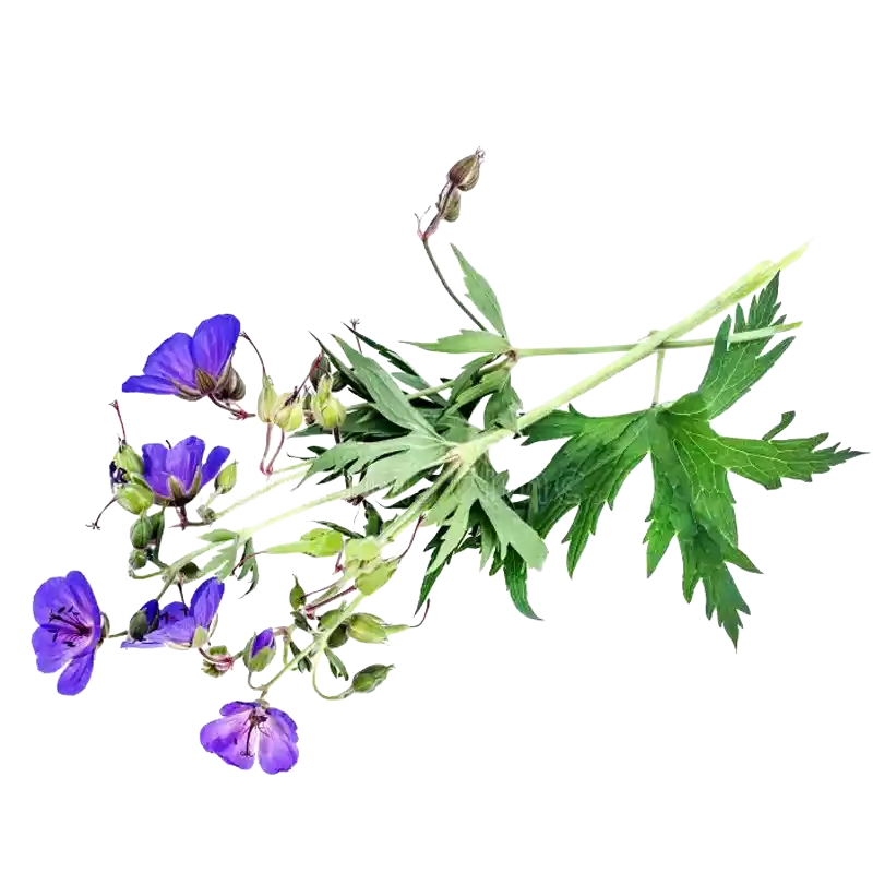 Meadow Cranesbill