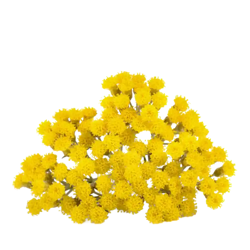 Sandy Everlasting (Immortelle)