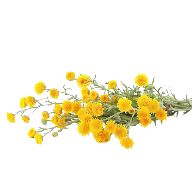 Italian Immortelle (Curry Plant)