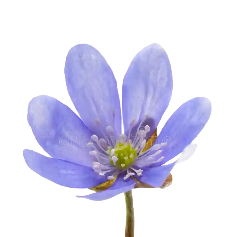 Liverleaf (Hepatica)
