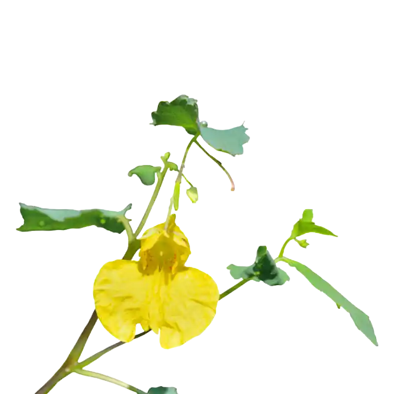 Touch-me-not Balsam