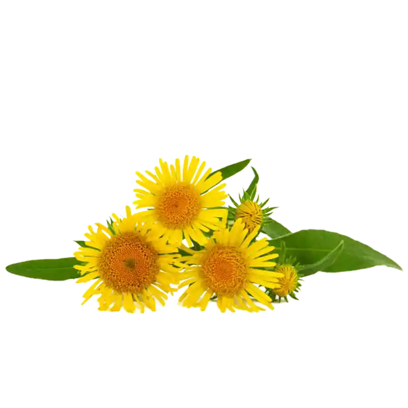 British Yellowhead