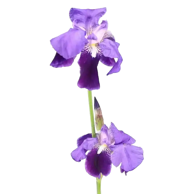 German Iris (Blue Flag relative)