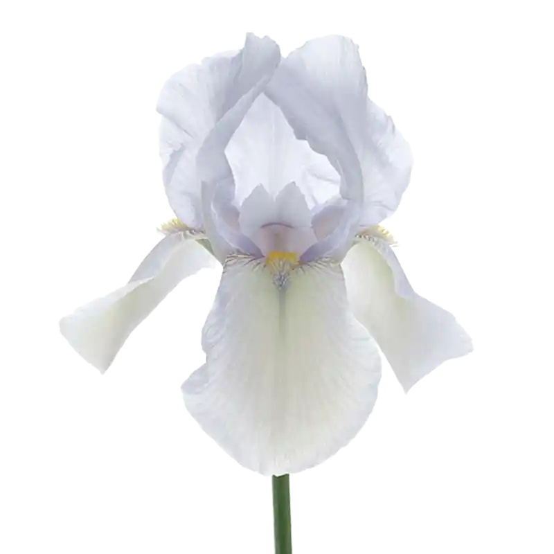 Florentine Iris (Orris)