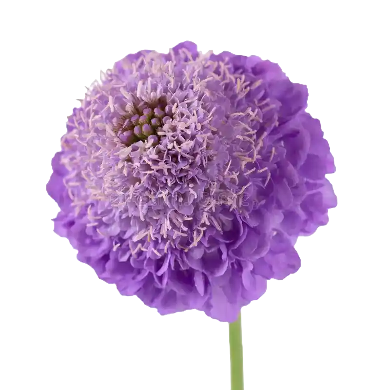 Field Scabious