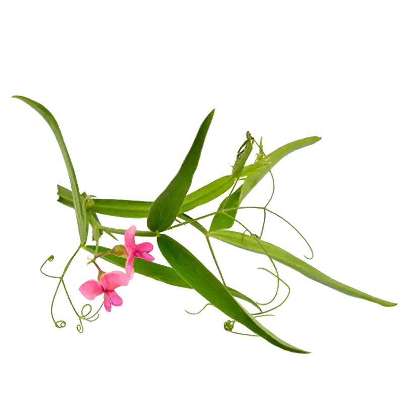 Flat Pea (Everlasting Pea)