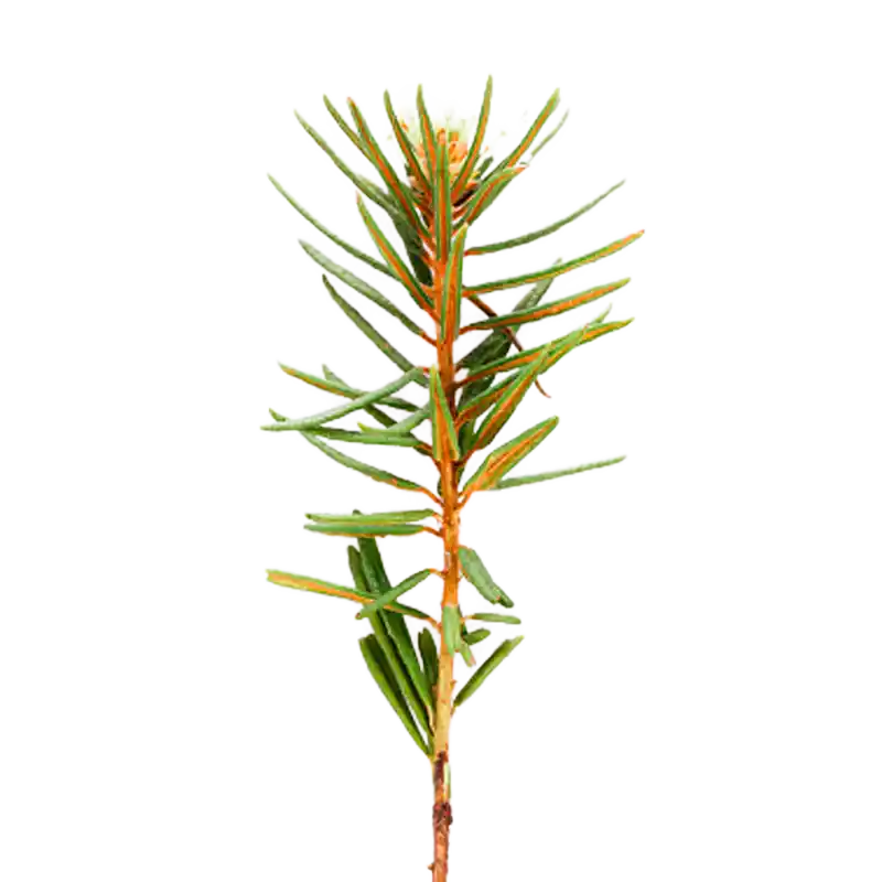 Marsh Labrador Tea (Wild Rosemary)