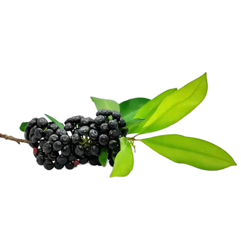 Wild Privet