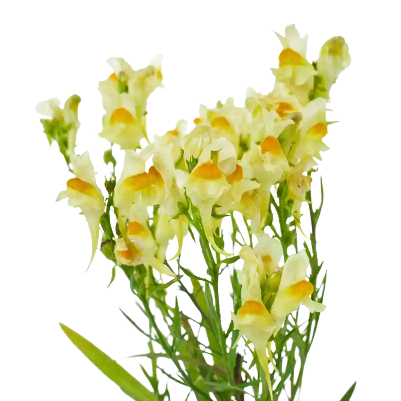 Yellow Toadflax (Butter-and-eggs)