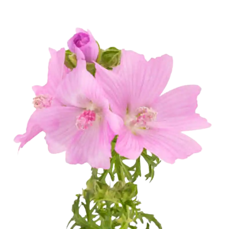 Musk Mallow