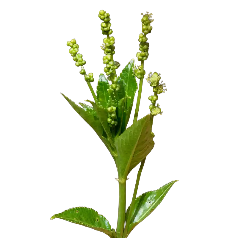 Dog's Mercury