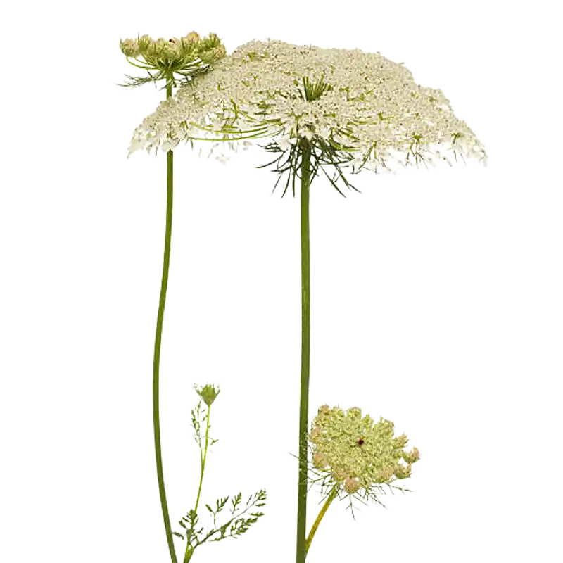 Sweet Cicely