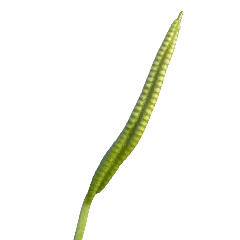 Adder's-tongue Fern