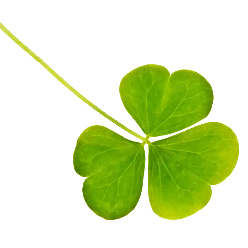 Wood Sorrel