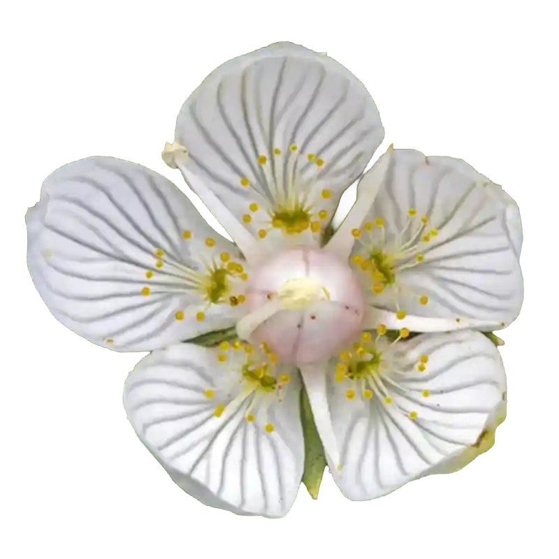 Grass of Parnassus