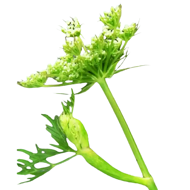 Marsh Hog's Fennel