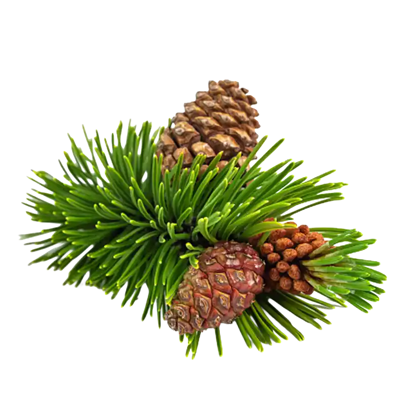 Mountain Pine (Mugo Pine)