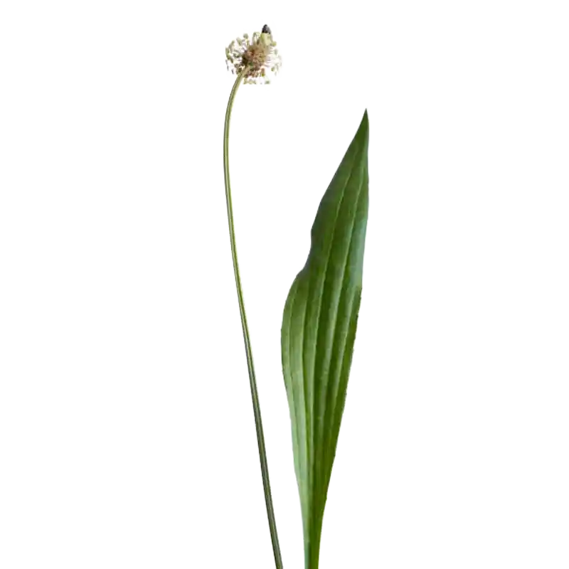 Ribwort Plantain