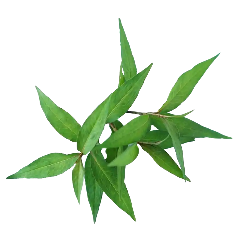 Water Pepper (Smartweed)