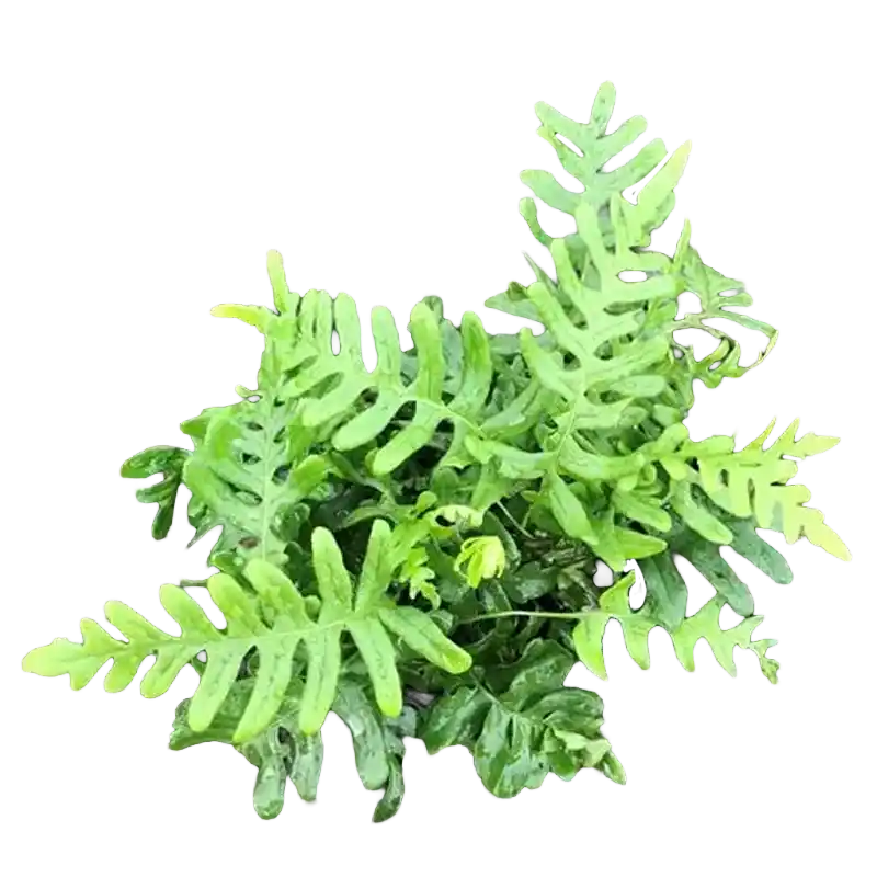 Common Polypody