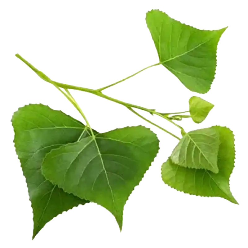 Black Poplar (Poplar Buds)