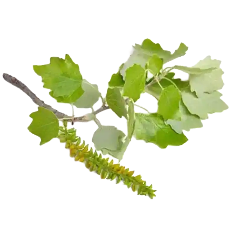 White Poplar