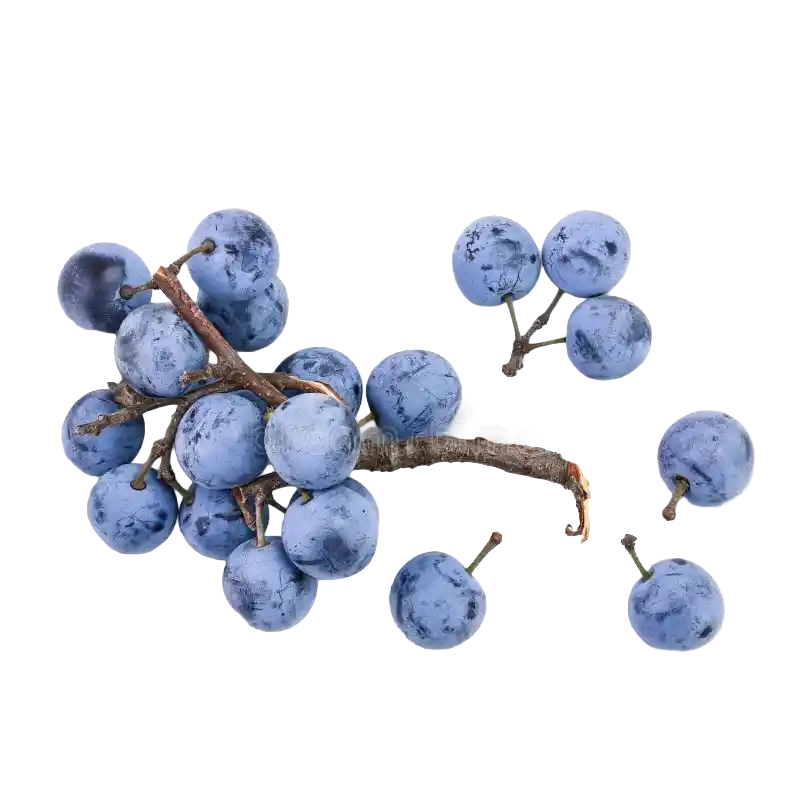 Blackthorn (Sloe)