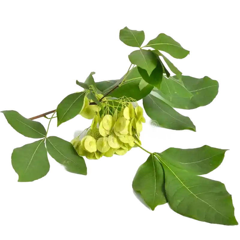 Hop Tree (Wafer Ash)