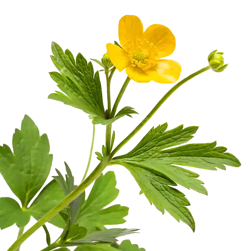 Meadow Buttercup