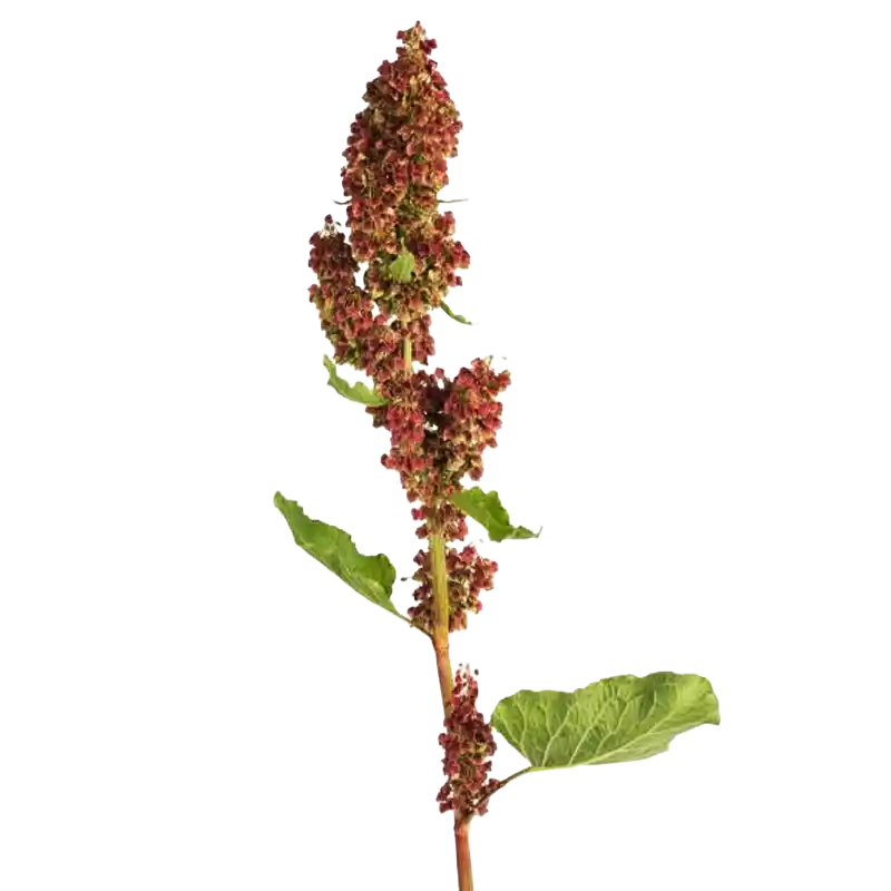 Broad-leaved Dock