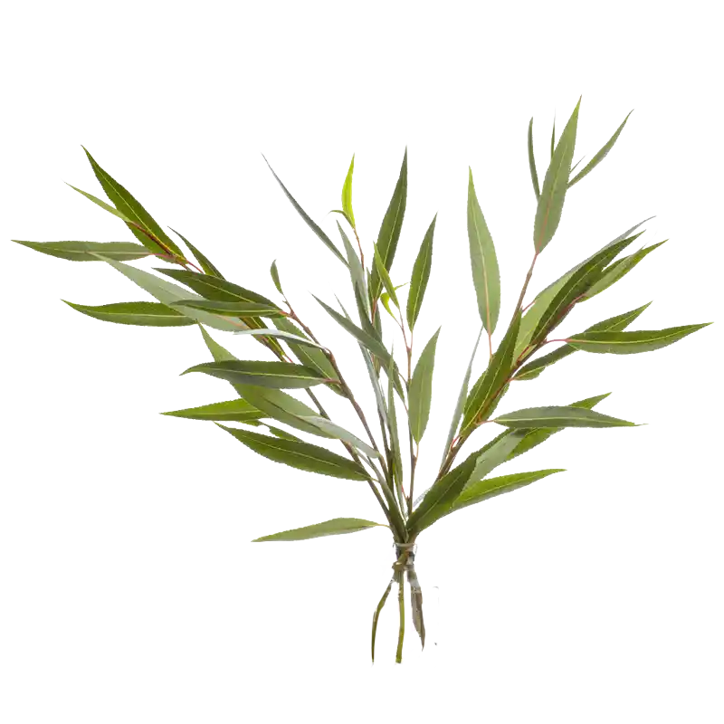 Crack Willow