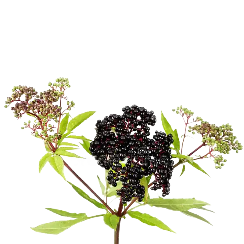 Dwarf Elder (Danewort)
