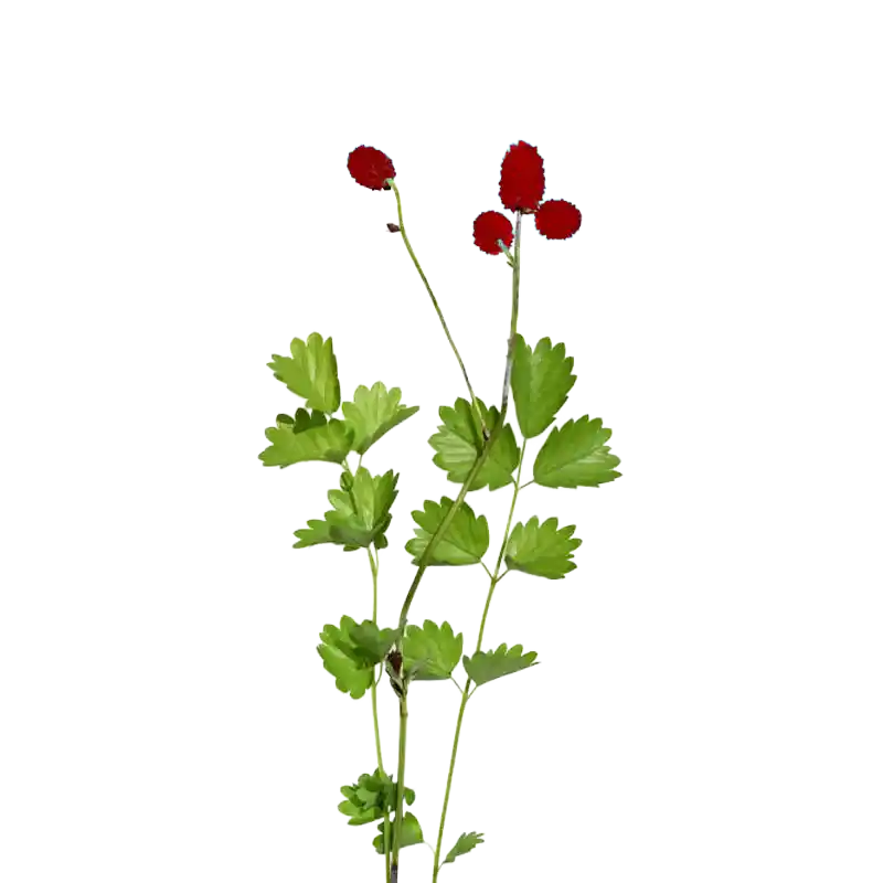 Salad Burnet
