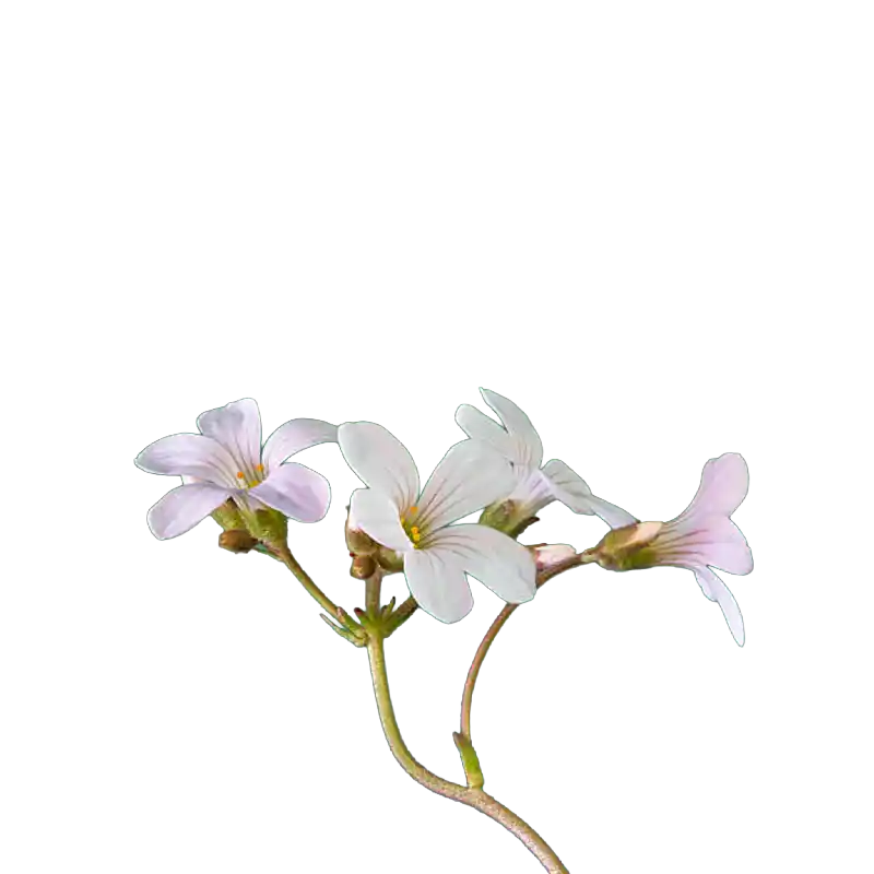 Meadow Saxifrage