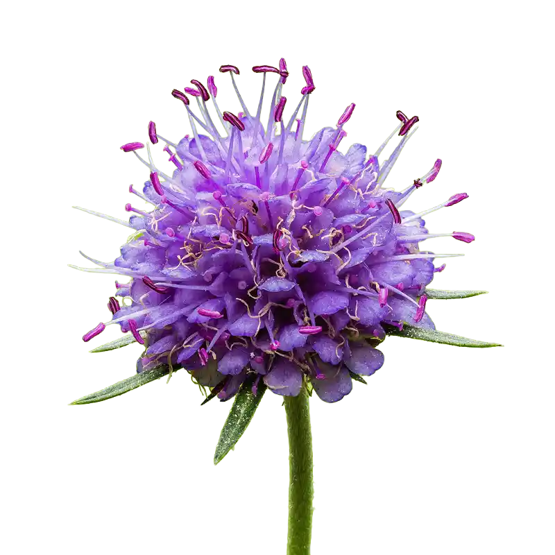 Devil's-bit Scabious
