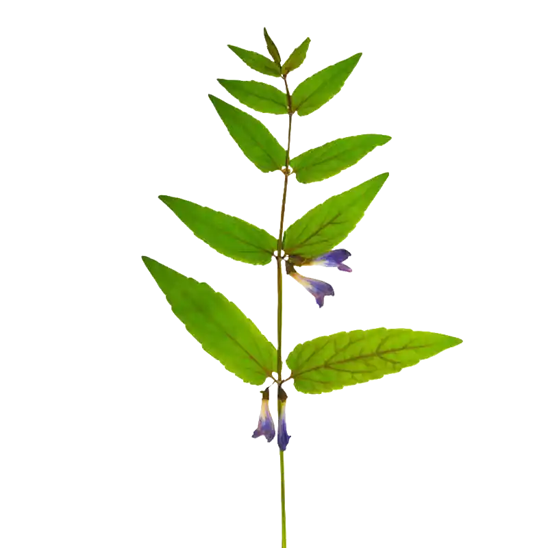 Marsh Skullcap
