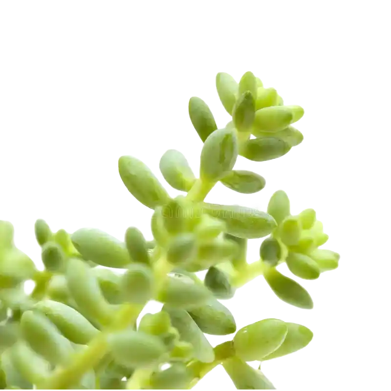 Biting Stonecrop
