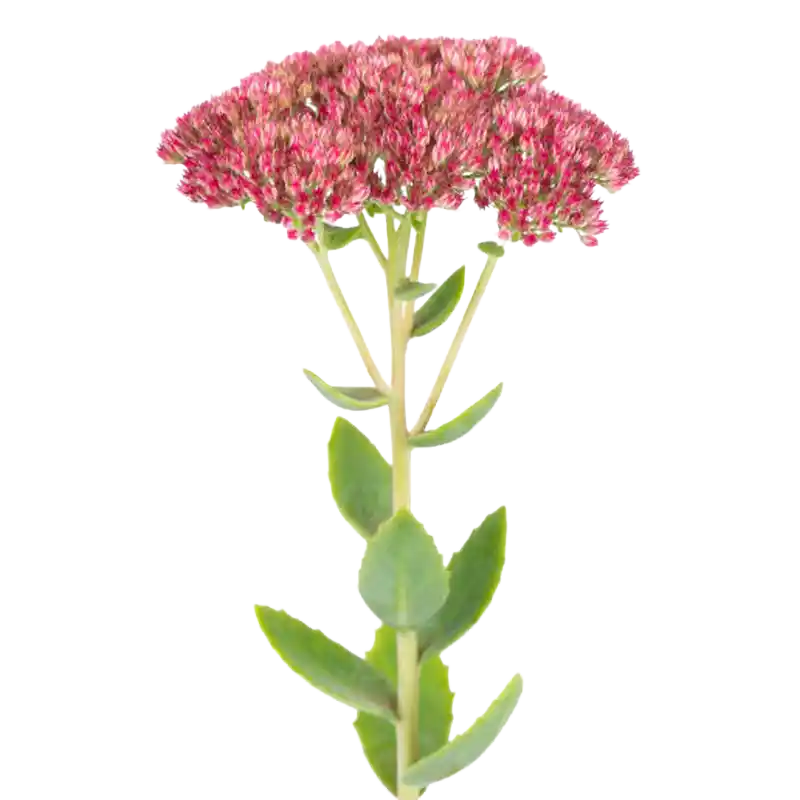 Orpine (Livelong)