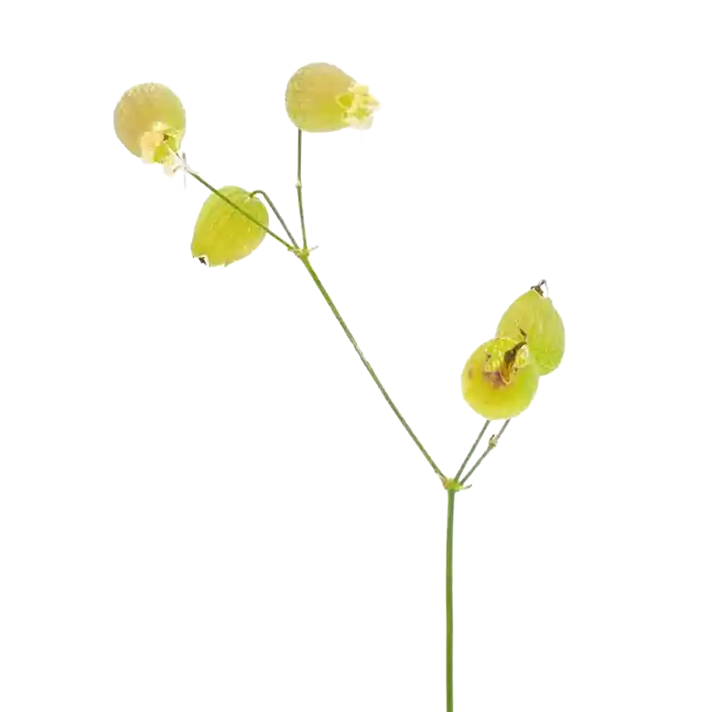 Bladder Campion