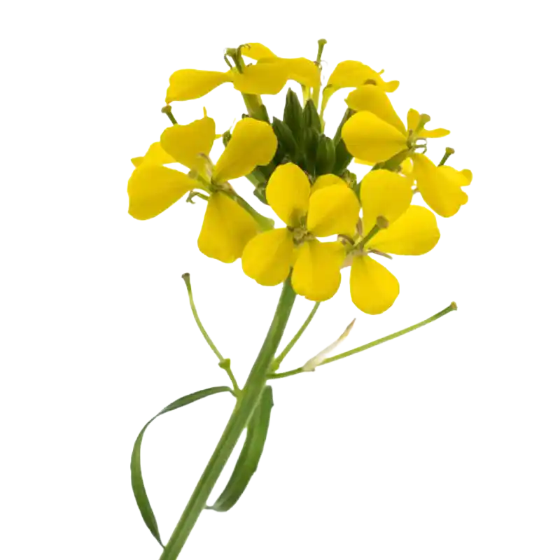 Hedge Mustard (Singer's Plant)
