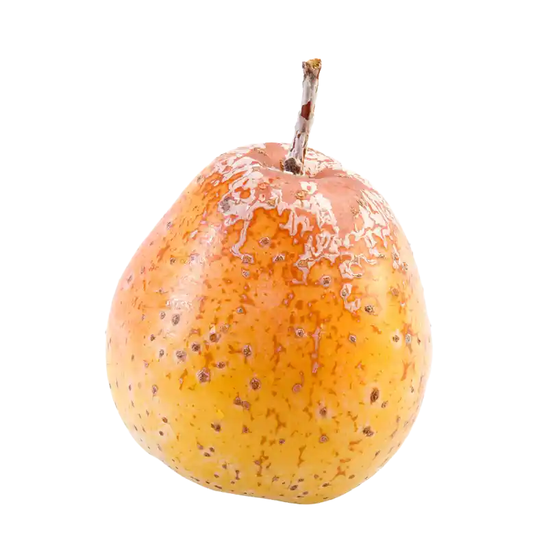 Service Tree (Sorb Apple)