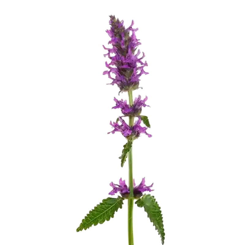 Wood Betony (Stachys)