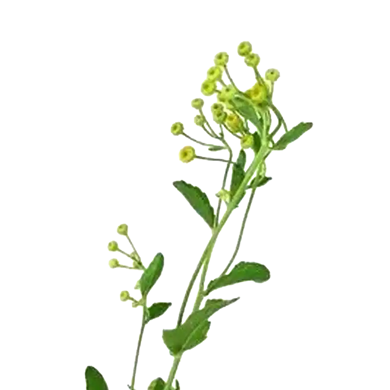 Costmary (Alecost)
