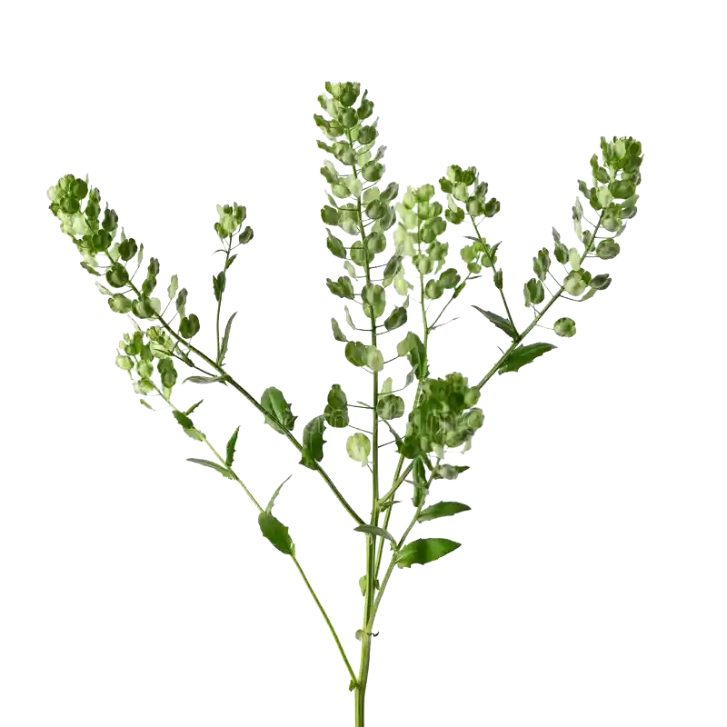 Field Pennycress