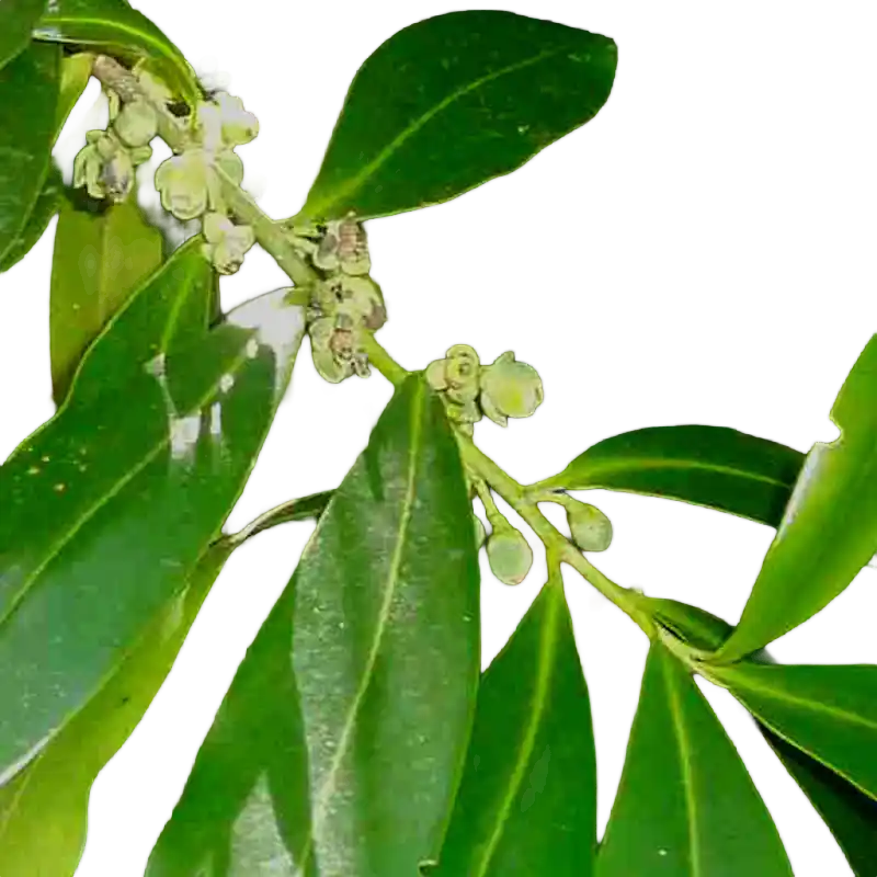 Pepper-bark Tree