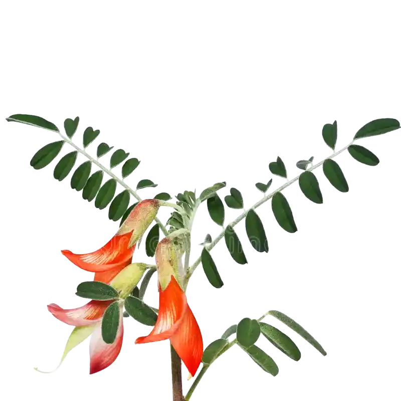 Cancer Bush (Sutherlandia)